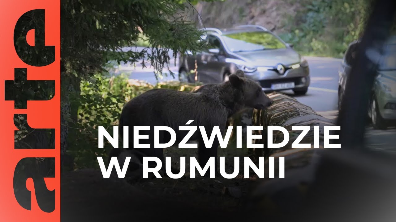 Niedźwiedź brunatny
